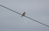 kestrel