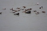 ww_scoters