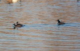 hooded_merganser_2