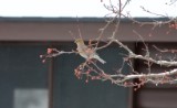 Pine Grosbeak