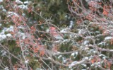 Pine Grosbeak