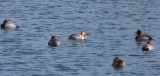 Canvasback