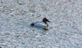 Canvasback