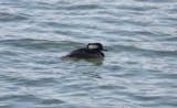 Hooded Merganser