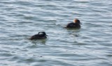 Hooded Mergansers