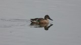 Northern Shoveler