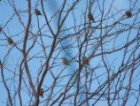 Red Crossbill