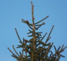 Red Crossbill