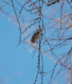 Common Redpoll