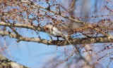 Common Redpoll