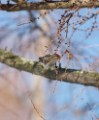 Common Redpoll