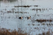 wigeon