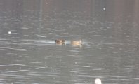 American Wigeon