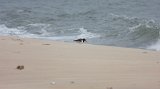 American Oystercatcher