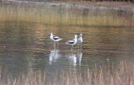 Avocets_1