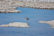 avocet