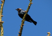 cowbird_042007