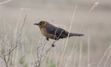 Boat-tailed Grackle