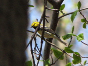 black_throated_green_warbler_052007