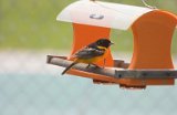 Baltimore Oriole