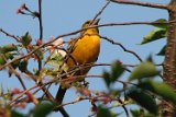 female_oriole_052007