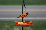 oriole