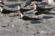 black_skimmer_3