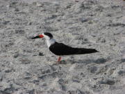 black_skimmer_2