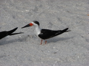 black_skimmer_1