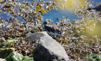 Turnstone