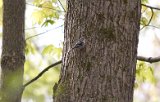 Black and White Warbler