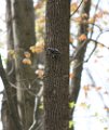 Black and White Warbler