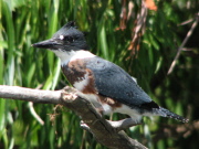 belted_kingfisher_072007