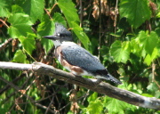 belted_kingfisher2_072007