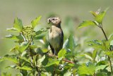 bobolink_2