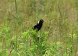 bobolink