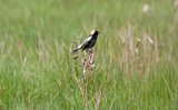 Bobolink