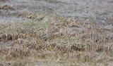 Buff-breasted Sandpiper