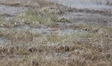 Buff-breasted Sandpiper