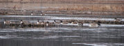 canada_geese_1