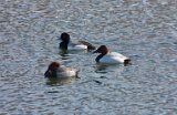 Canvasback (1)