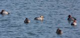 Canvasback (2)