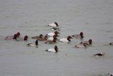 canvasback