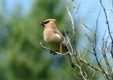 cedar_waxwing_062007