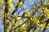 Cedar Waxwing