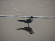 common_tern1_032007