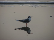 common_tern2_032007