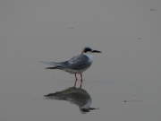 common_tern3_032007