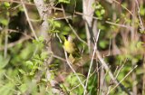 yellowthroat