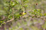 Common Yellowthroat